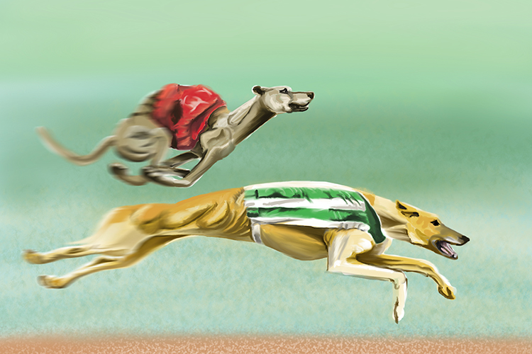 Greyhounds are artificially selected to produce the fastest dogs only by the fastest genes